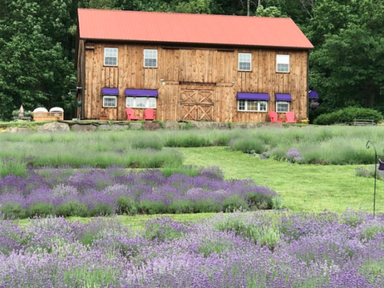 Peace Valley Lavender Farm