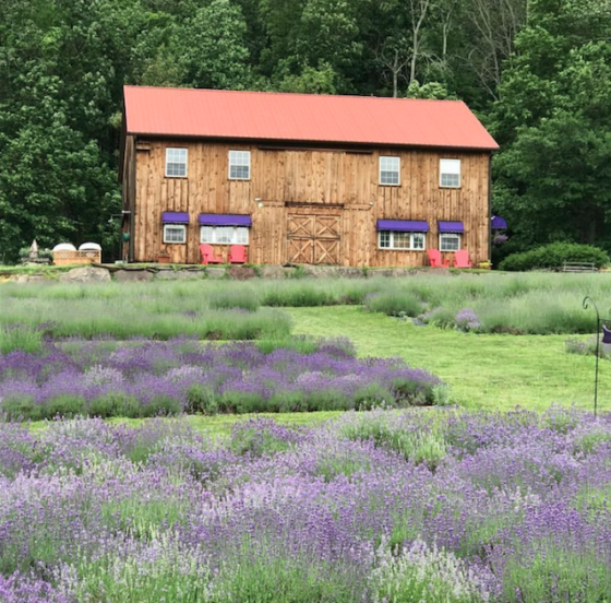 Peace Valley Lavender Farm